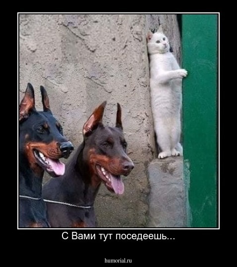 С Вами тут поседеешь...