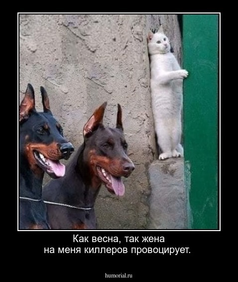 Как весна, так жена на меня киллеров провоцирует.