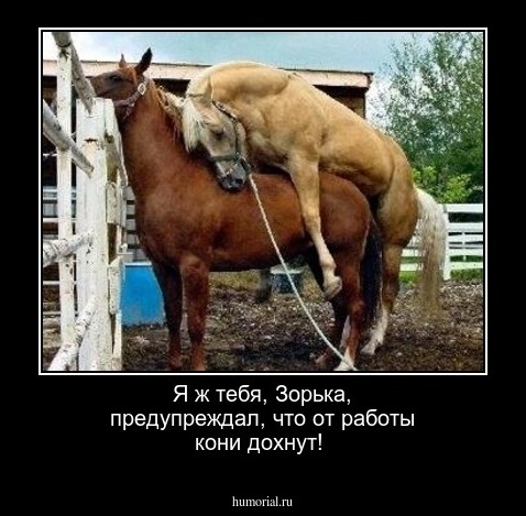  Я ж тебя, Зорька, предупреждал, что от работы кони дохнут!