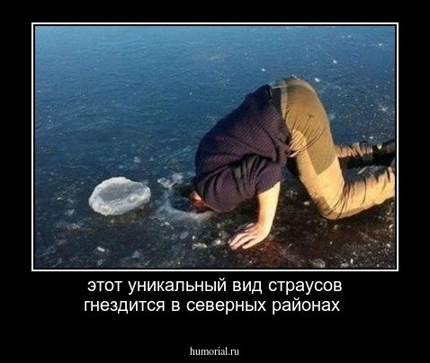 этот уникальный вид страусов гнездится в северных районах