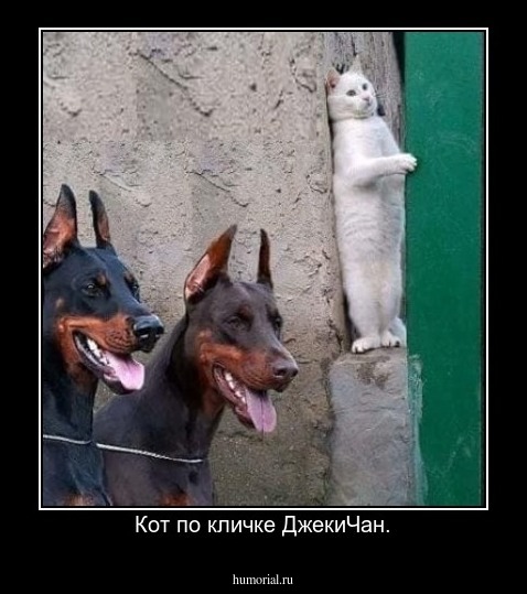 Кот по кличке ДжекиЧан.
