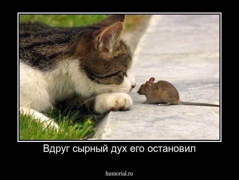 Вдруг сырный дух его остановил