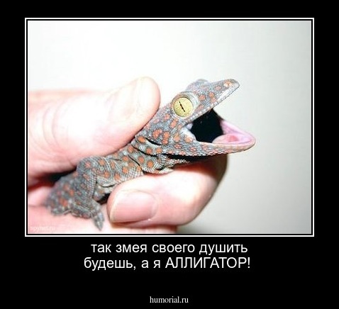 так змея своего душить будешь, а я АЛЛИГАТОР!