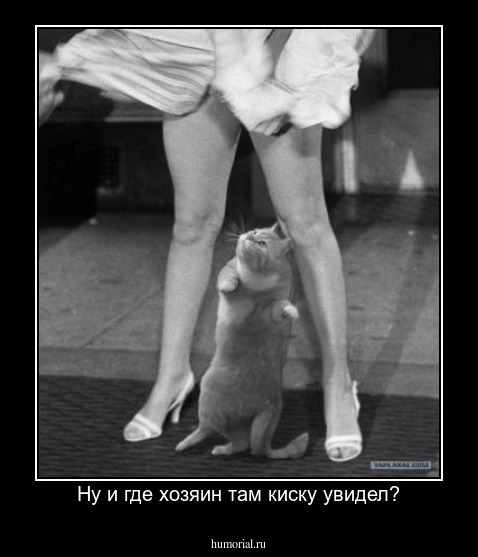 Ну и где хозяин там киску увидел?