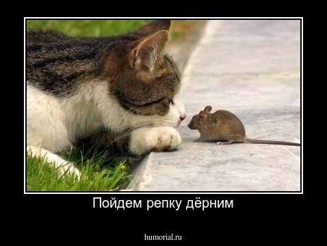 Пойдем репку дёрним