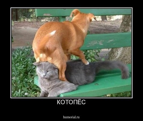 КОТОПЁС