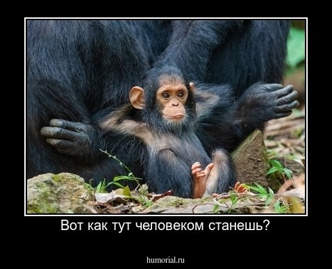 Вот как тут человеком станешь?