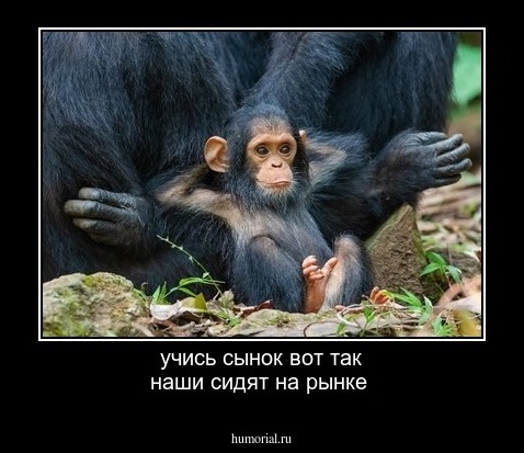 учись сынок вот так наши  сидят на рынке 
