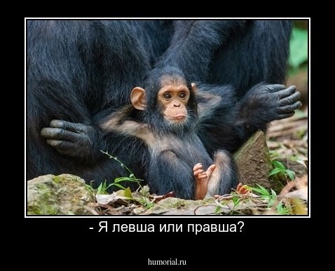 - Я левша или правша?