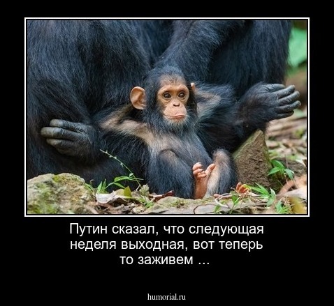 Путин сказал, что следующая неделя выходная, вот теперь то заживем ...