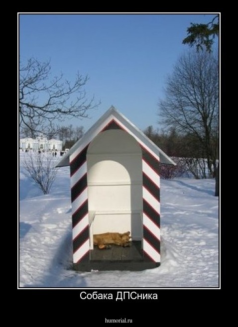 Собака ДПСника
