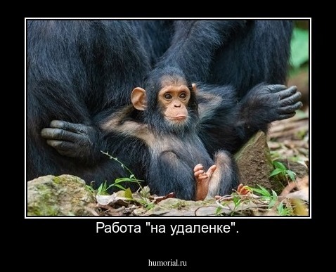 Работа "на удаленке".