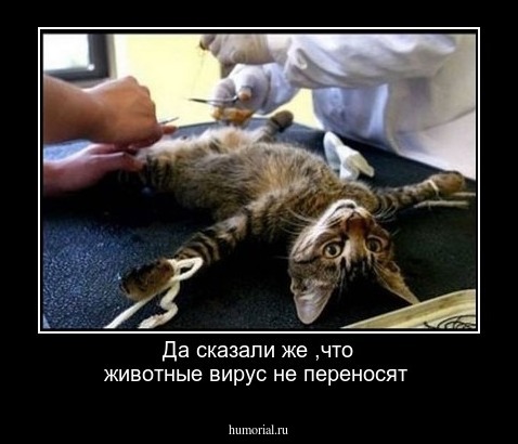 Да сказали же ,что животные вирус не переносят