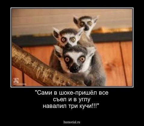 "Сами в шоке-пришёл все съел и в углу навалил три кучи!!!"
