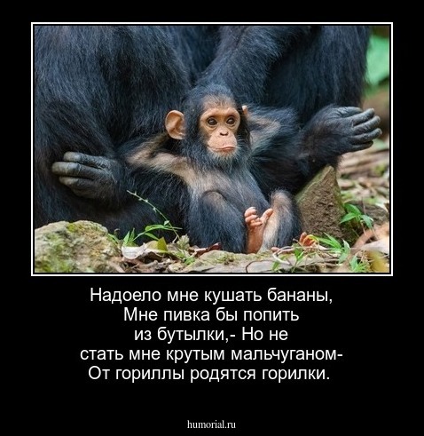 Надоело мне кушать бананы, 
Мне пивка бы попить из бутылки,-
Но не стать мне крутым мальчуганом-
От гориллы родятся горилки.