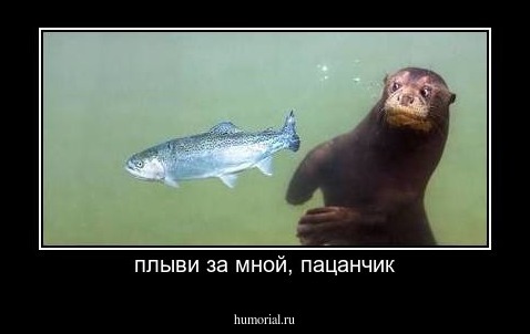 плыви за мной, пацанчик