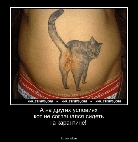 А на других условиях кот не соглашался сидеть на карантине!