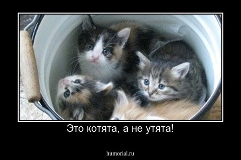 Это котята, а не утята!