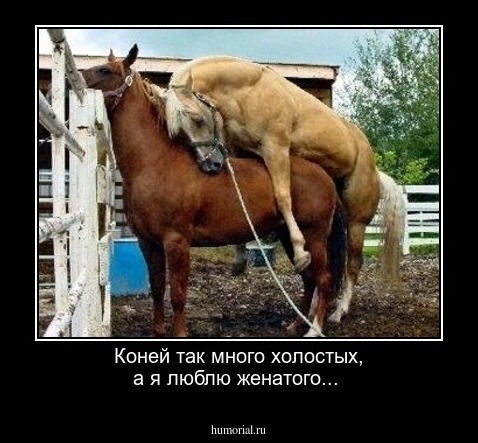 Коней так много холостых, а я люблю женатого...
