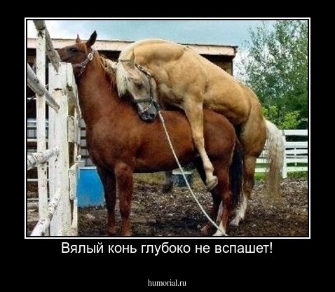 Вялый конь глубоко не вспашет!