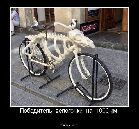 Победитель  велогонки  на  1000 км 