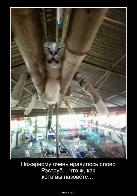 Пожарному очень нравилось слово Раструб... что ж, как кота вы назовёте...