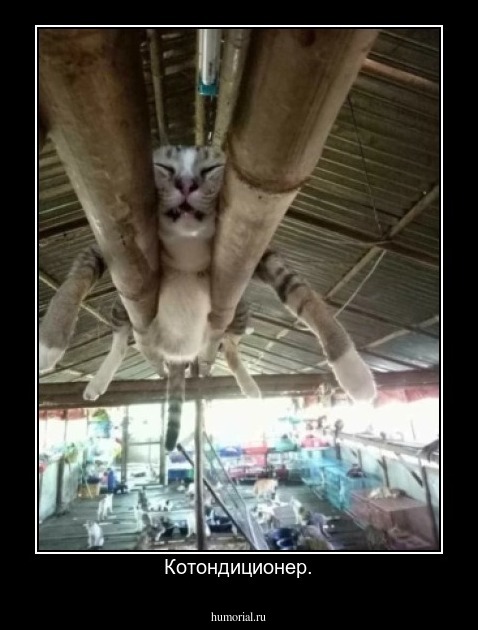 Котондиционер.