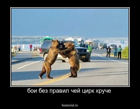 бои без правил чей цирк круче 