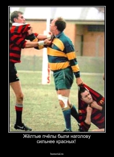 Жёлтые пчёлы были наголову сильнее красных!