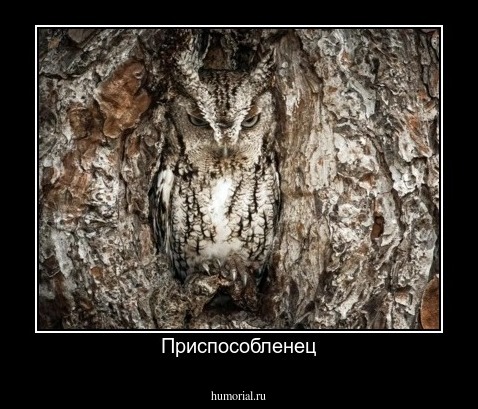 Приспособленец