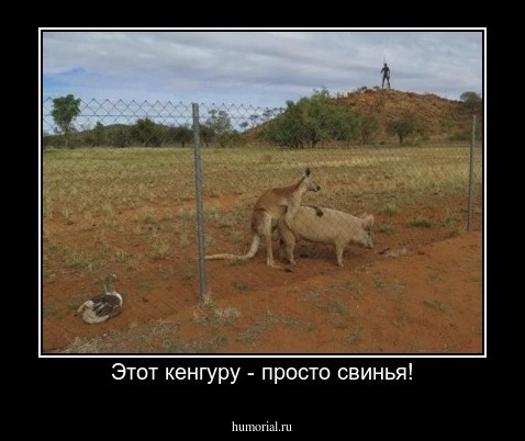 Этот кенгуру - просто свинья!