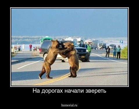 На дорогах начали звереть