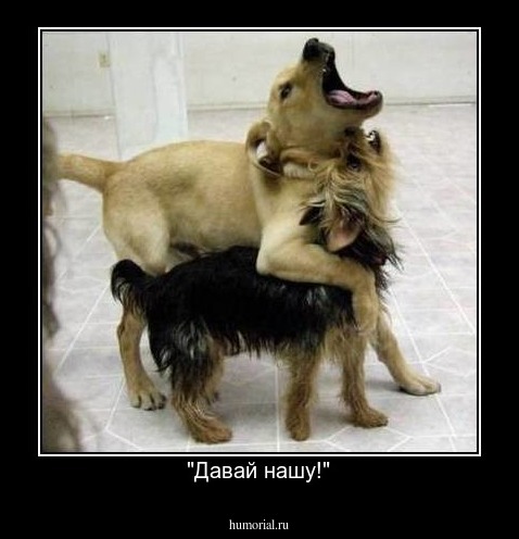 "Давай нашу!"