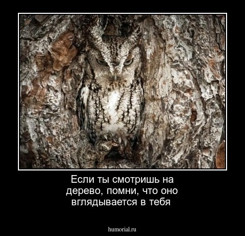 Если ты смотришь на дерево, помни, что оно вглядывается в тебя