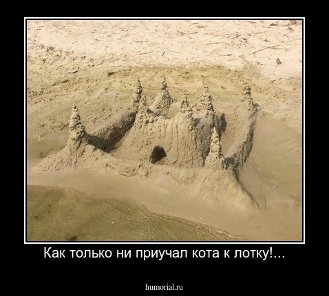 Как только ни приучал кота к лотку!...