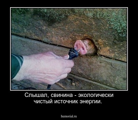 Слышал, свинина - экологически чистый источник энергии.