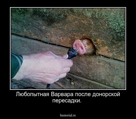 Любопытная Варвара после донорской пересадки.