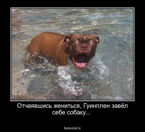 Отчаявшись жениться, Гуинплен завёл себе собаку...