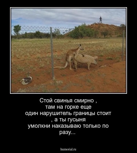Стой  свинья смирно , там на горке еще один нарушитель 
границы стоит , а ты гусыня умолкни наказываю только по разу...