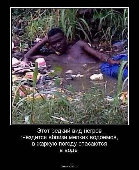 Этот редкий вид негров гнездится вблизи мелких водоёмов, в жаркую погоду спасаются в воде
