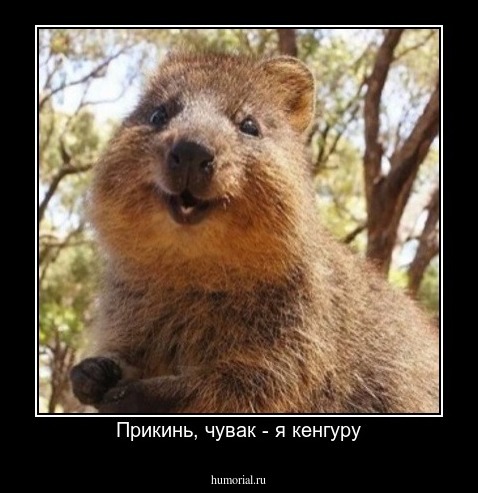 Прикинь, чувак - я кенгуру