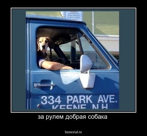 за рулем добрая собака 