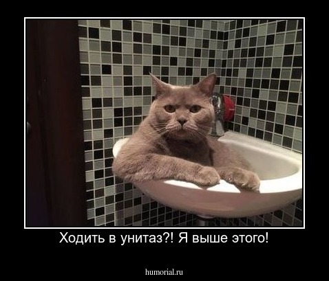 Ходить в унитаз?! Я выше этого!