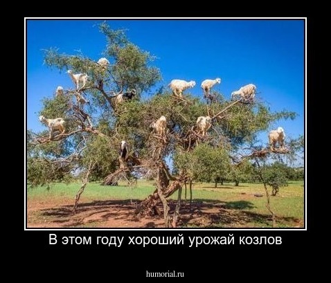 В этом году хороший урожай козлов