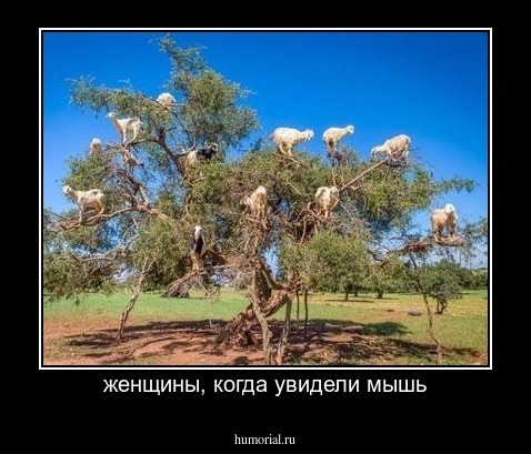 женщины, когда увидели мышь