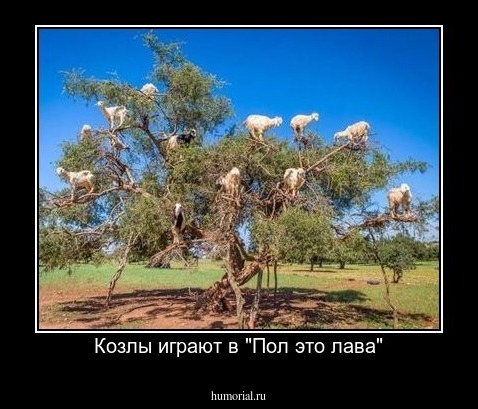 Козлы играют в "Пол это лава"