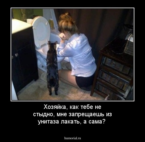 Хозяйка, как тебе не стыдно, мне запрещаешь из унитаза лакать, а сама?