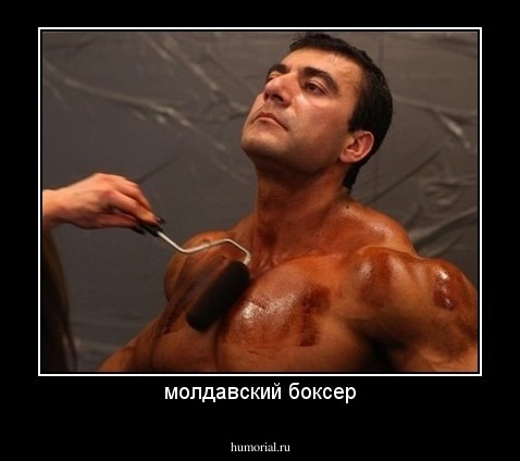 молдавский боксер