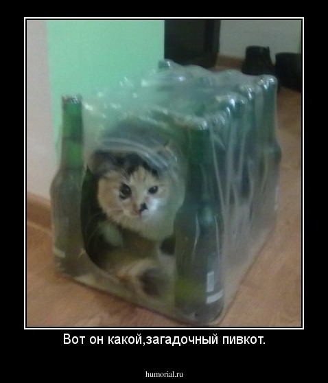 Вот он какой,загадочный пивкот.