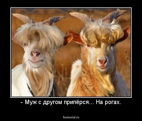 - Муж с другом припёрся... На рогах.